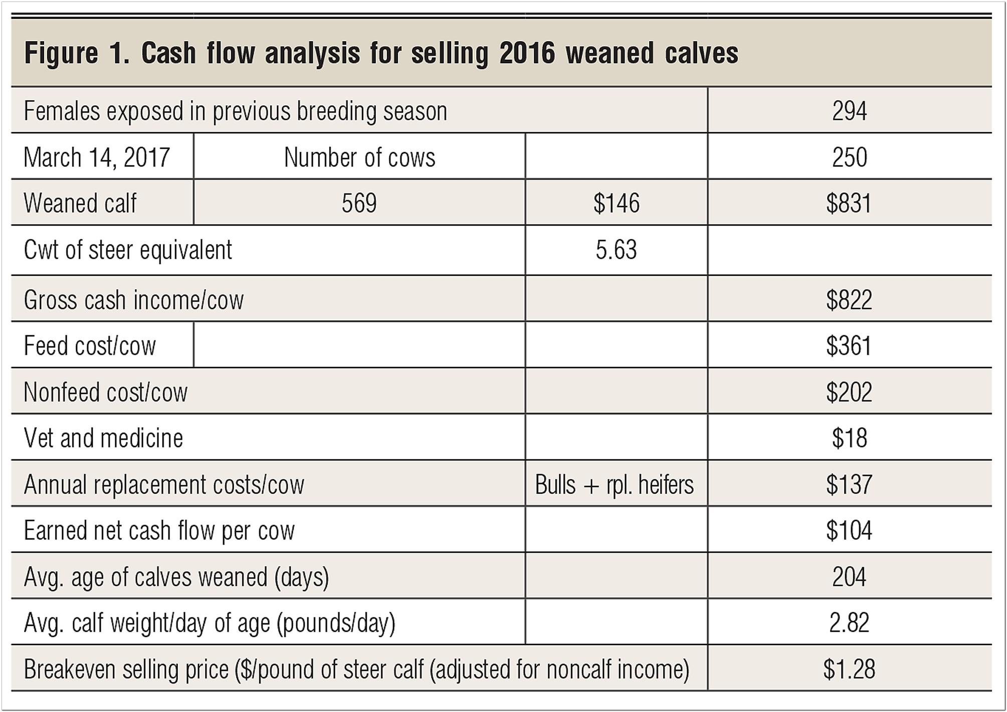 Beef Cattle Business Plan Example