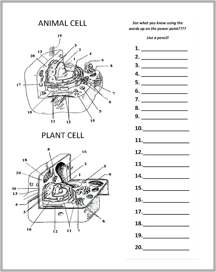 3rd Grade Cells Worksheet