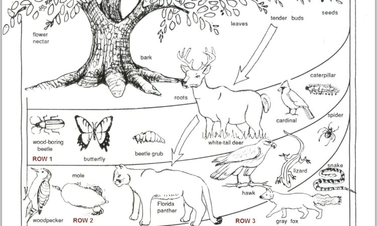 3rd Grade Ecosystem Worksheet