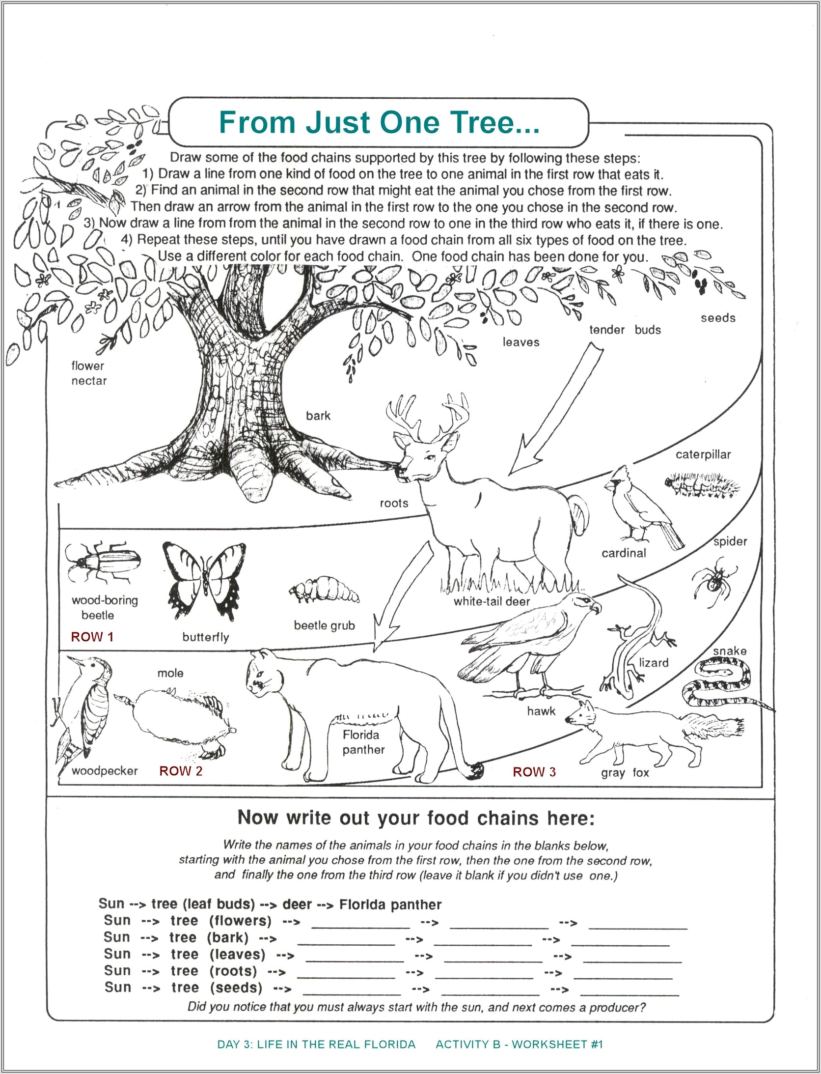 3rd Grade Ecosystem Worksheet