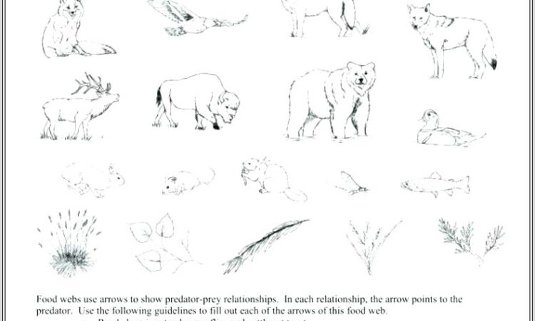 5th Grade Science Food Chain Worksheets