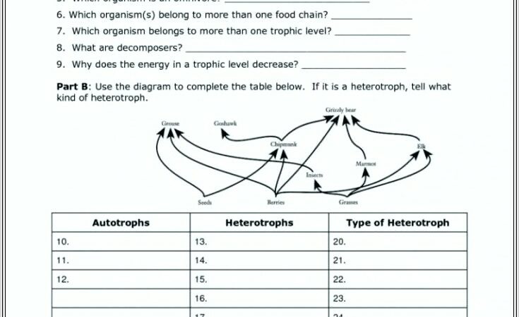 5th Grade Science Food Web Worksheets