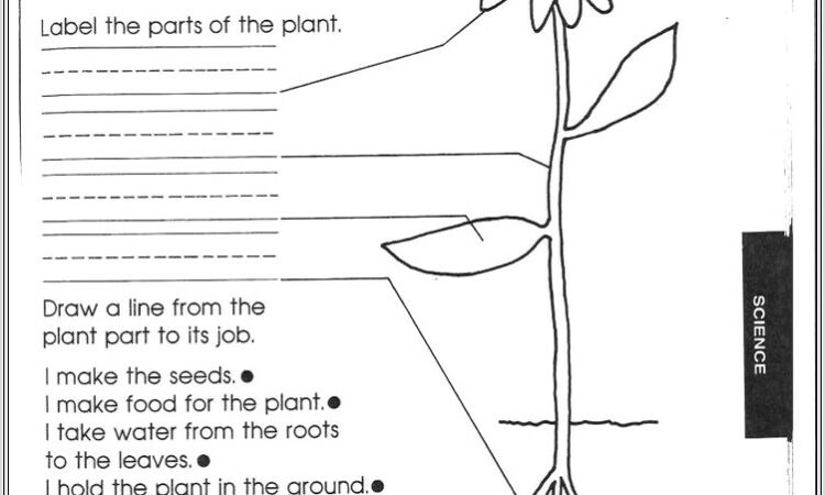 5th Grade Science Worksheets Plants