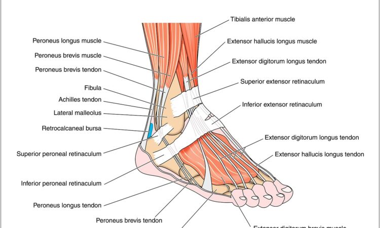 Bottom Of Foot Pain Diagram