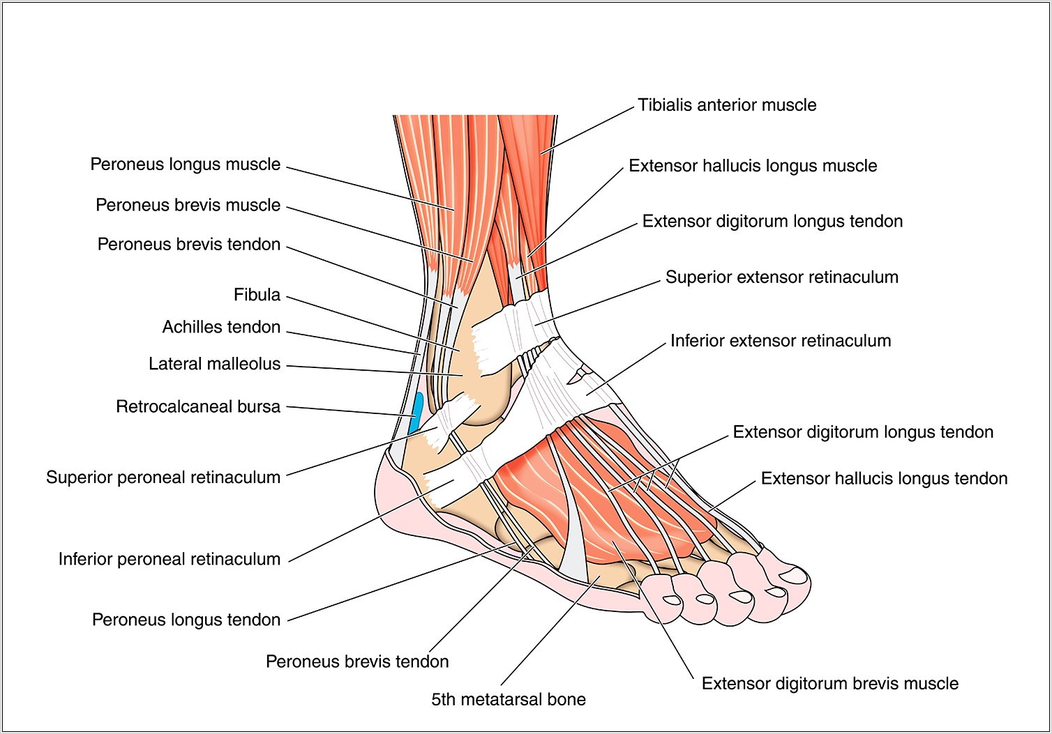 Bottom Of Foot Pain Diagram
