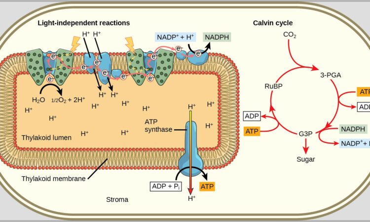 Calvin Cycle Diagram Worksheet