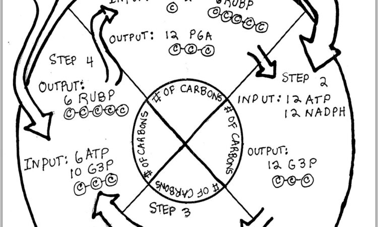 Calvin Cycle Review Worksheet