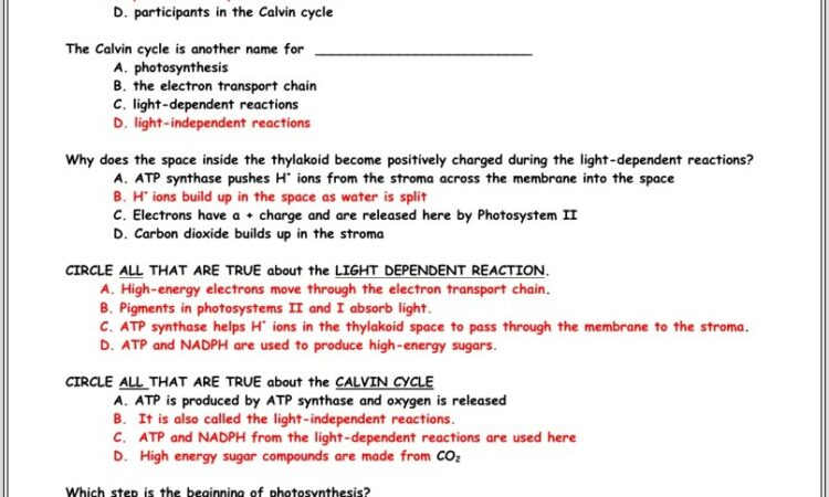 Calvin Cycle Review Worksheet Answers