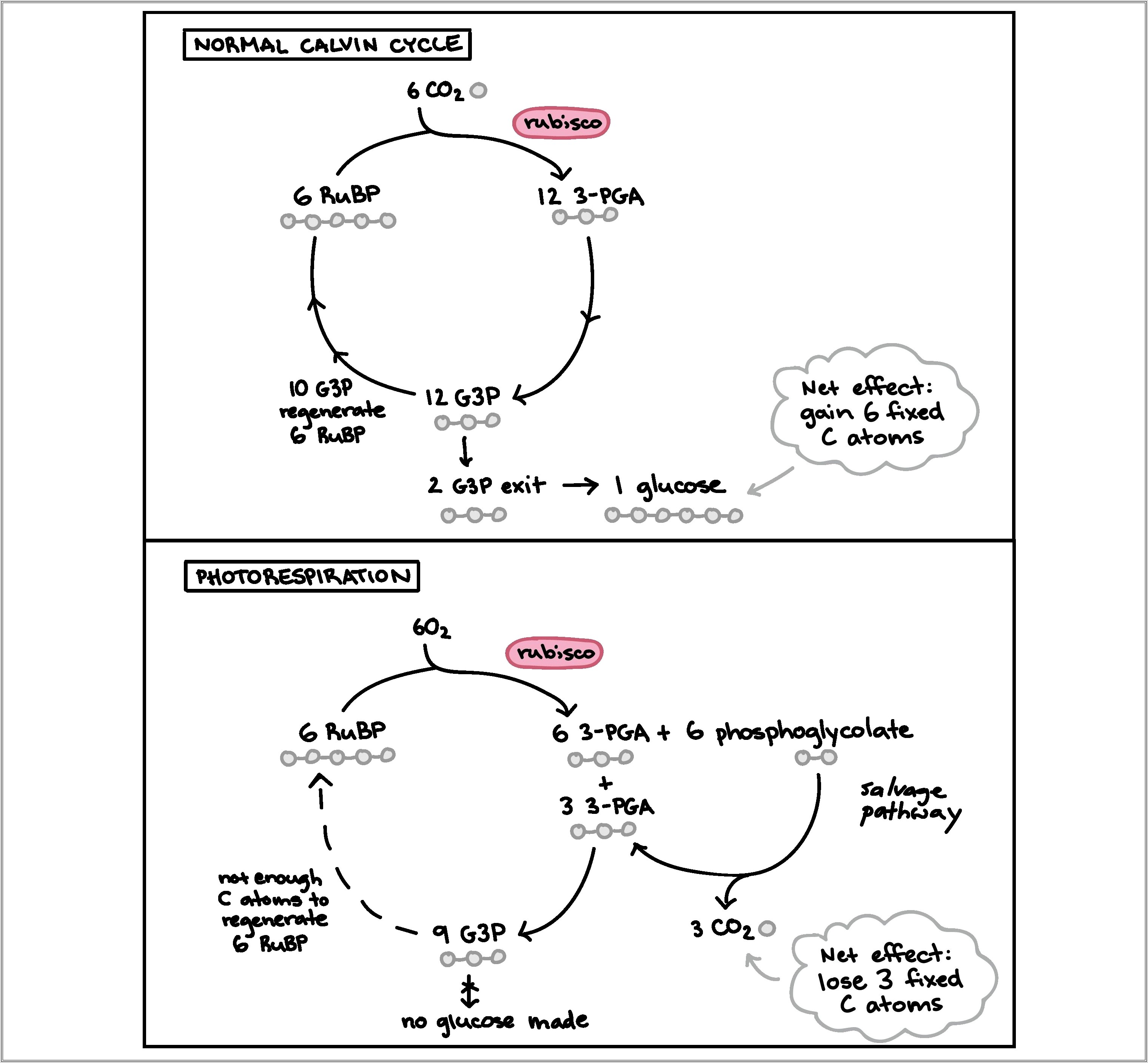 Calvin Cycle Student Worksheet