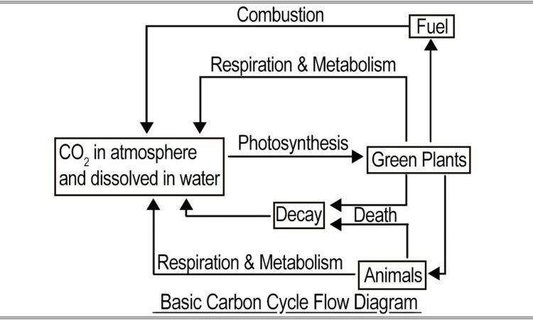 Carbon Cycle Labeling Worksheet