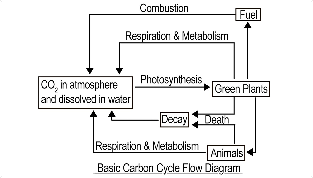 Carbon Cycle Labeling Worksheet