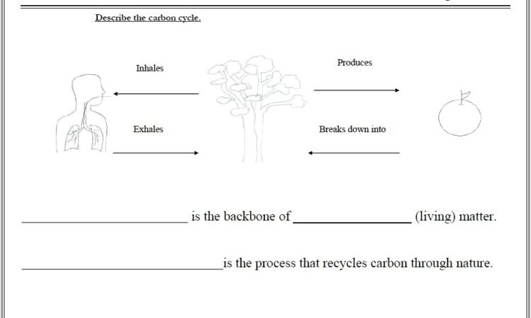 Carbon Cycle Worksheet Answers