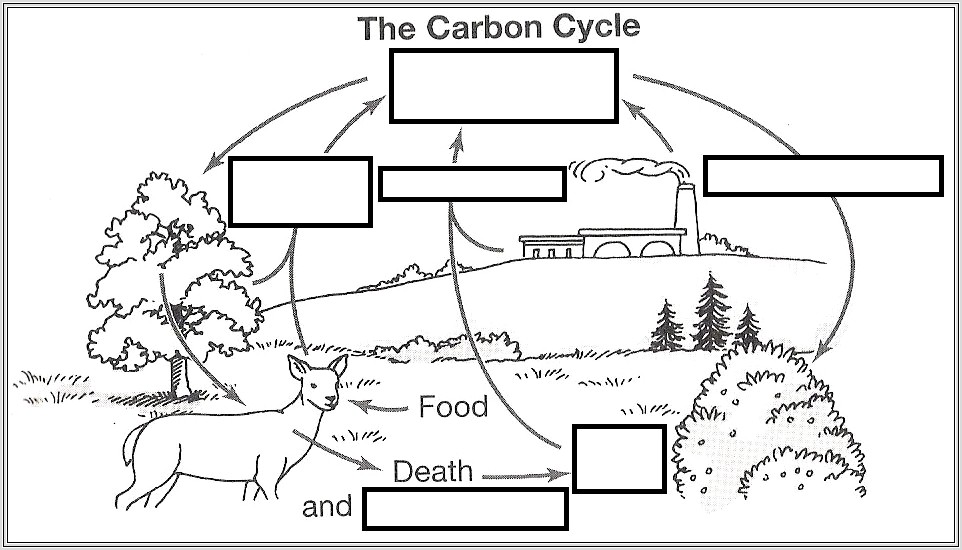 Carbon Cycle Worksheet Diagram