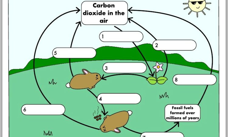 Carbon Cycle Worksheet Gcse