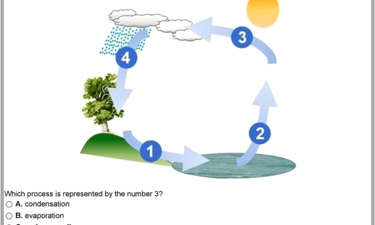 Carbon Cycle Worksheet High School