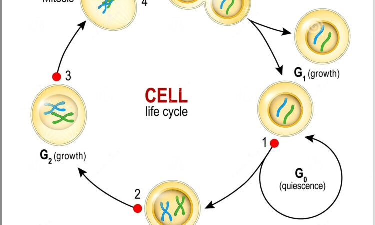 Cell Cycle Checkpoints Worksheet