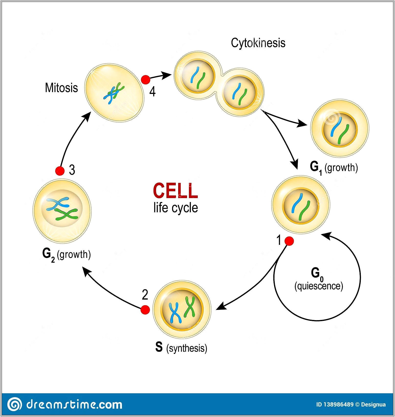Cell Cycle Checkpoints Worksheet
