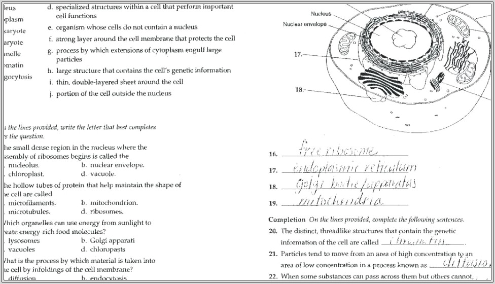 Cell Cycle Coloring Worksheet Pdf