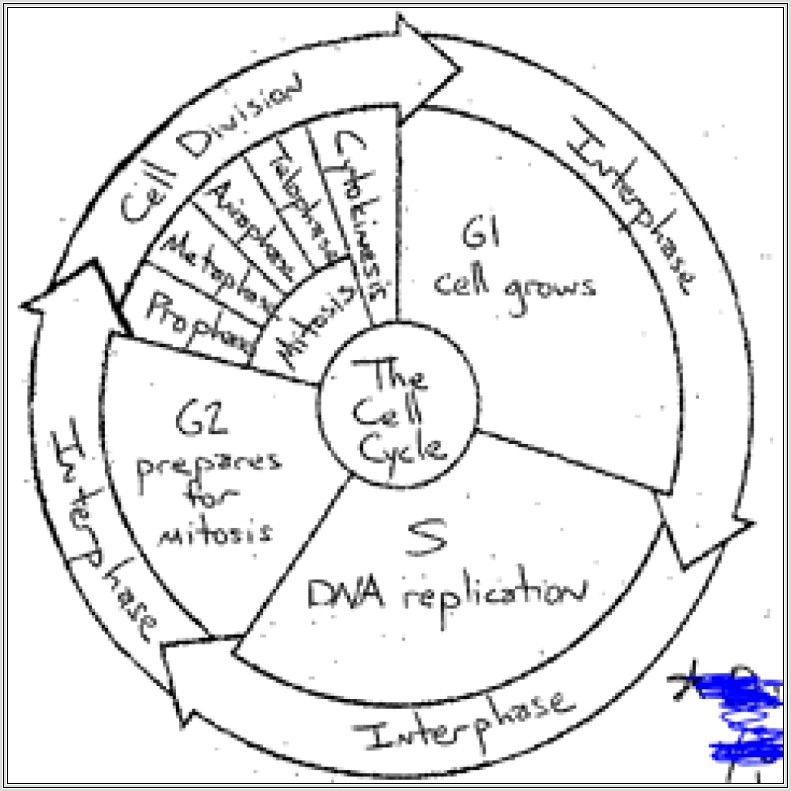 Cell Cycle Diagram Worksheet Answers