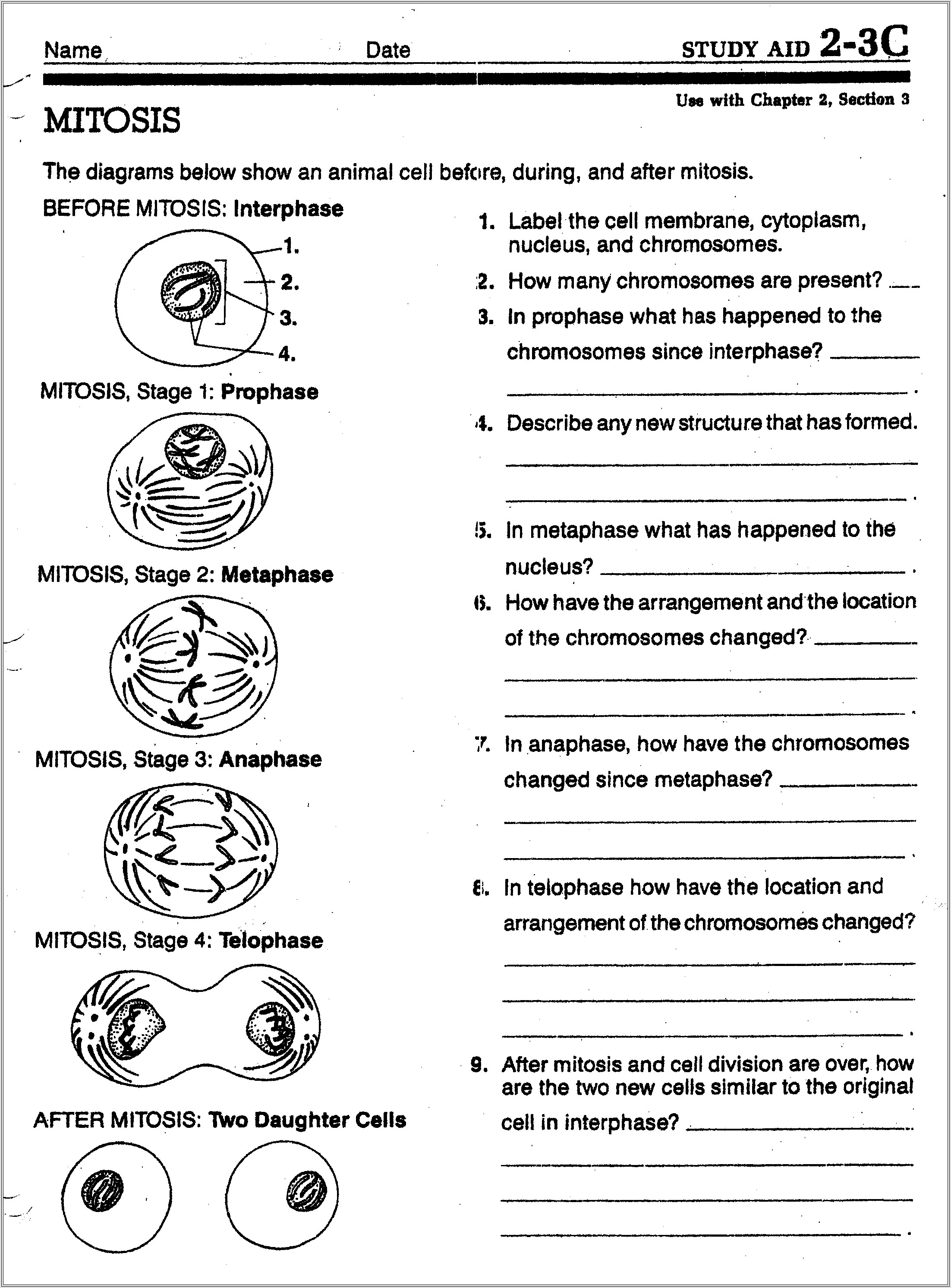 Cell Cycle Diagram Worksheet