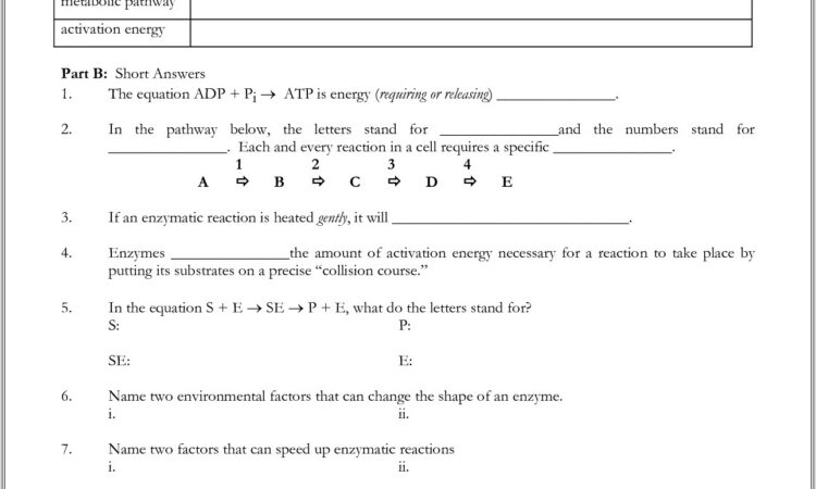 Cell Cycle Interphase Worksheet