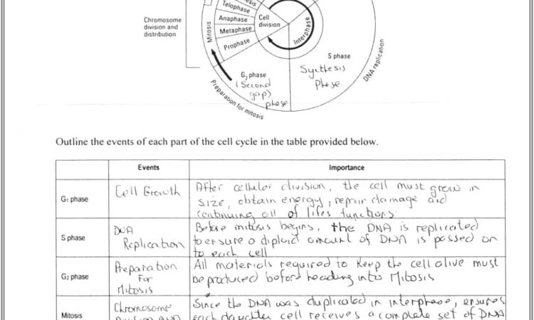 Cell Cycle Mitosis Worksheet Answer Key