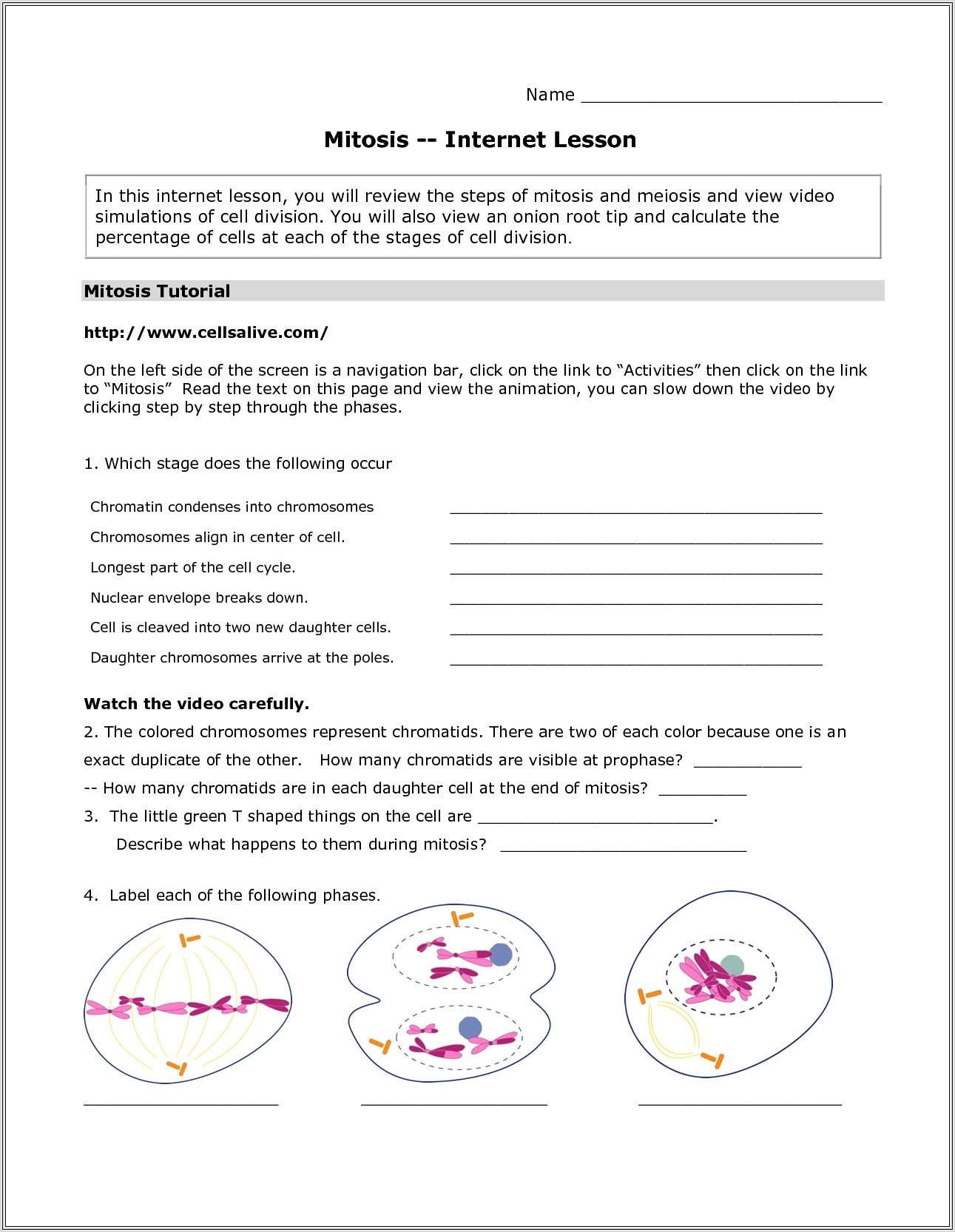 Cell Cycle Quiz Worksheet