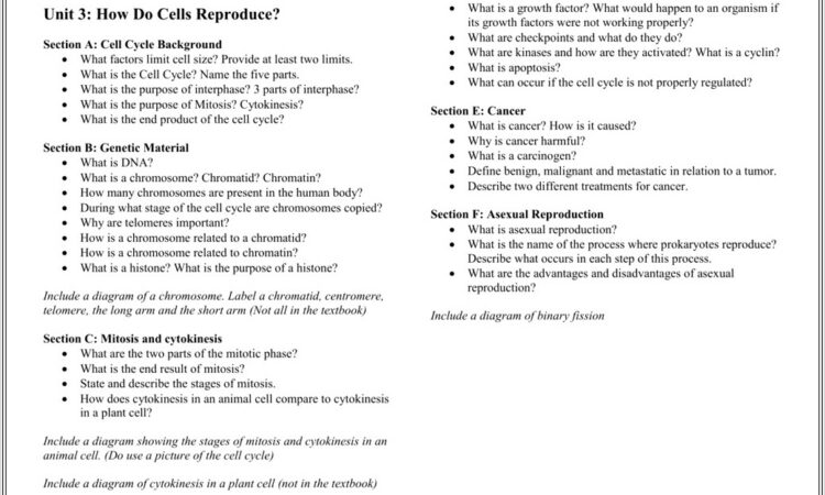 Cell Cycle Regulation Worksheet