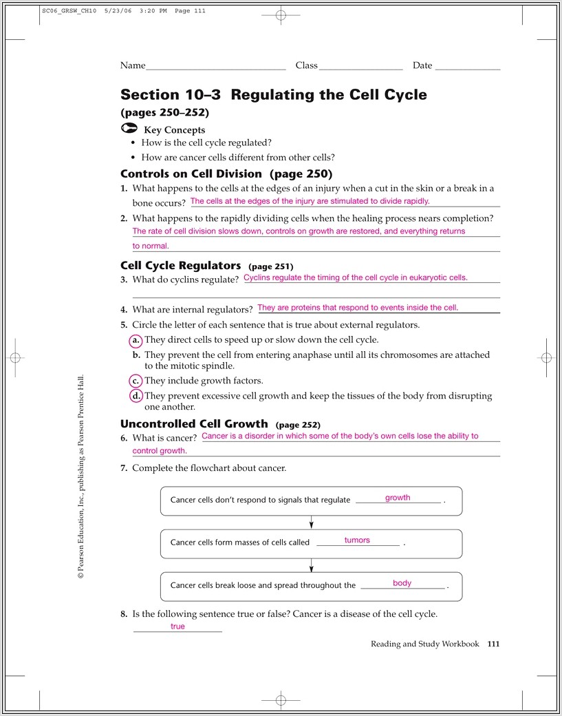 Cell Cycle Regulation Worksheet Answer Key