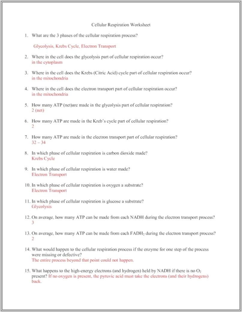 Cell Cycle Review Worksheet Answer Key
