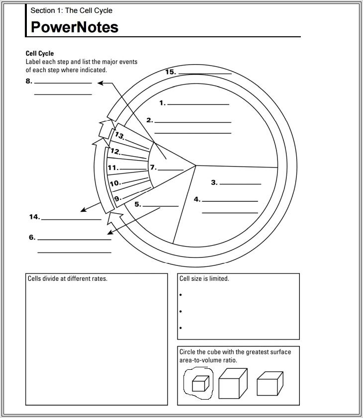 Cell Cycle Review Worksheet Answers