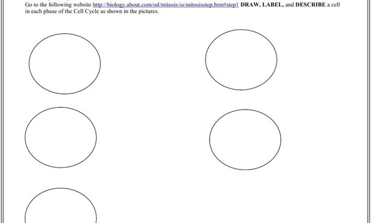 Cell Cycle Vocabulary Worksheet