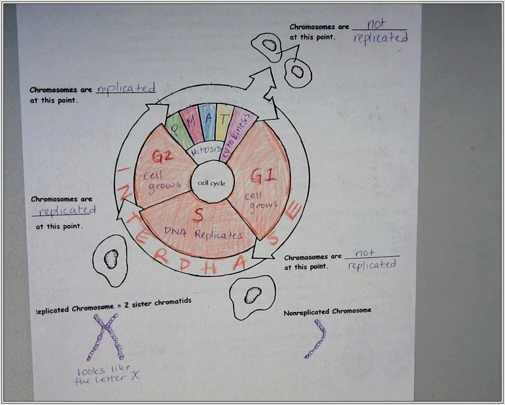 Cell Cycle Worksheet Biology