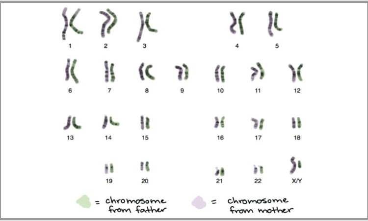 Cell Cycle Worksheet Key