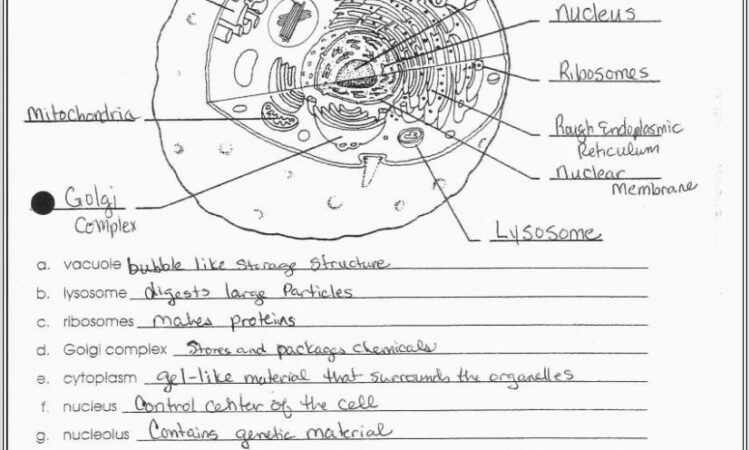 Cell Cycle Worksheet Label