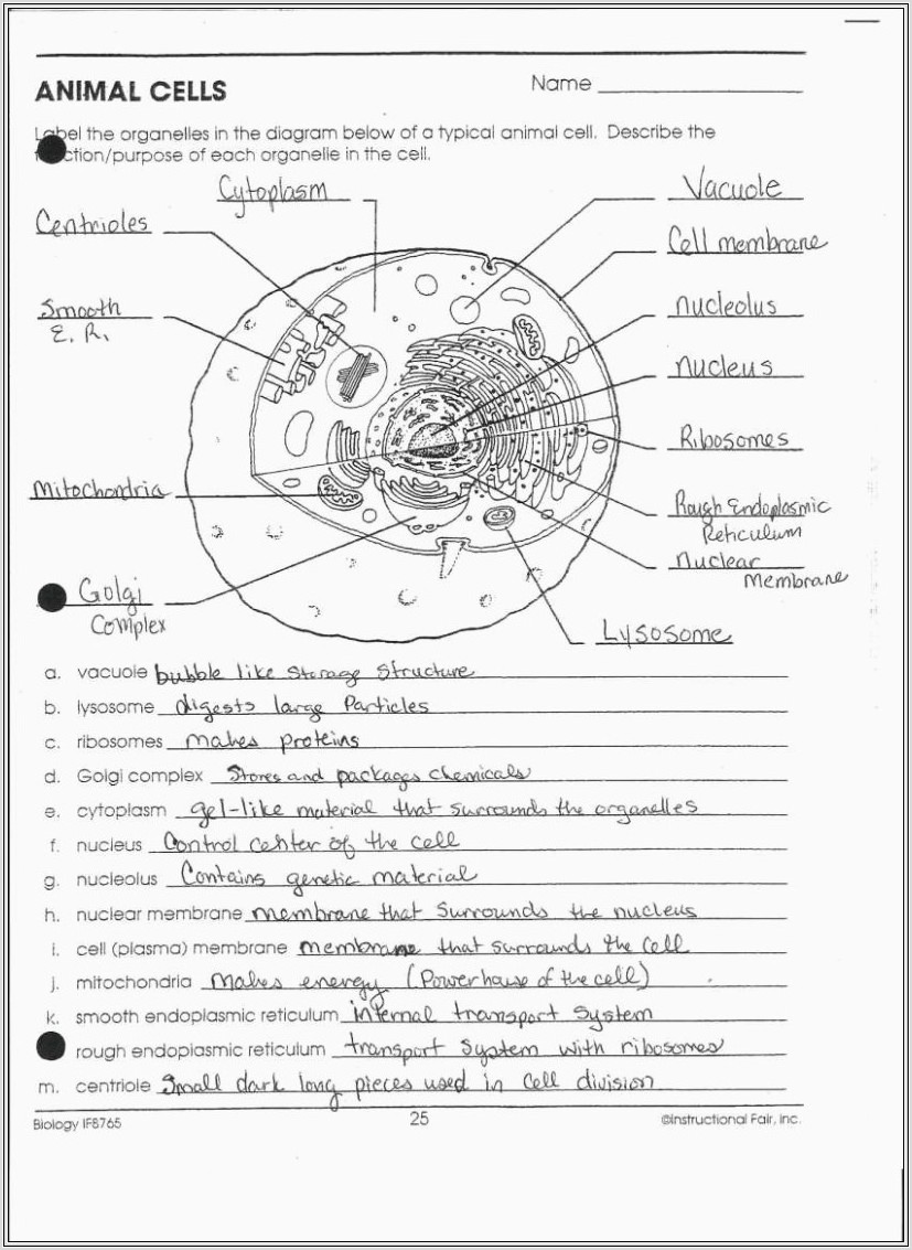Cell Cycle Worksheet Label