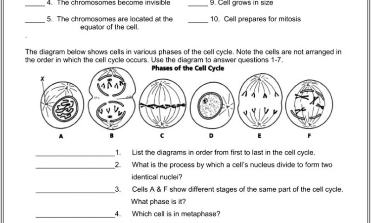 Cell Cycle Worksheet Match The Description