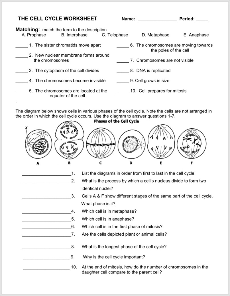 Cell Cycle Worksheet Match The Description