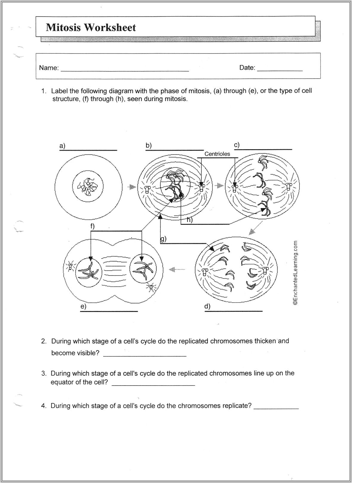 Cell Cycle Worksheet Mitosis