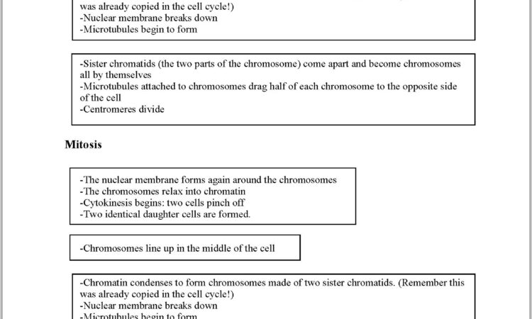 Cell Cycle Worksheet Pdf