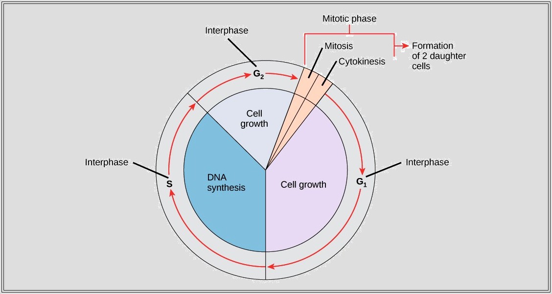 Cell Cycle Worksheet Quizlet