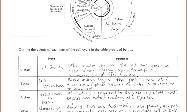 Cell Cycle Worksheet Review