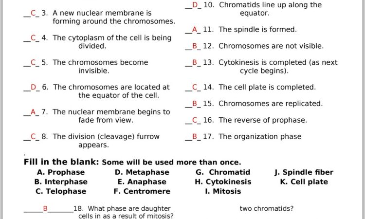 Cell Cycle Worksheet With Answers