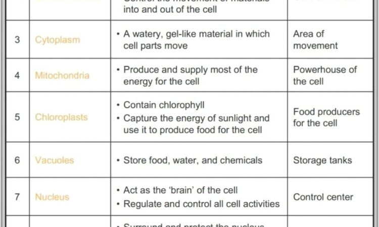 Cell Theory Timeline Worksheet