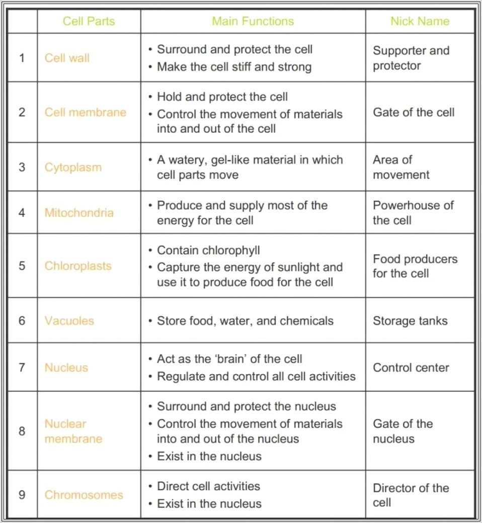 Cell Theory Timeline Worksheet