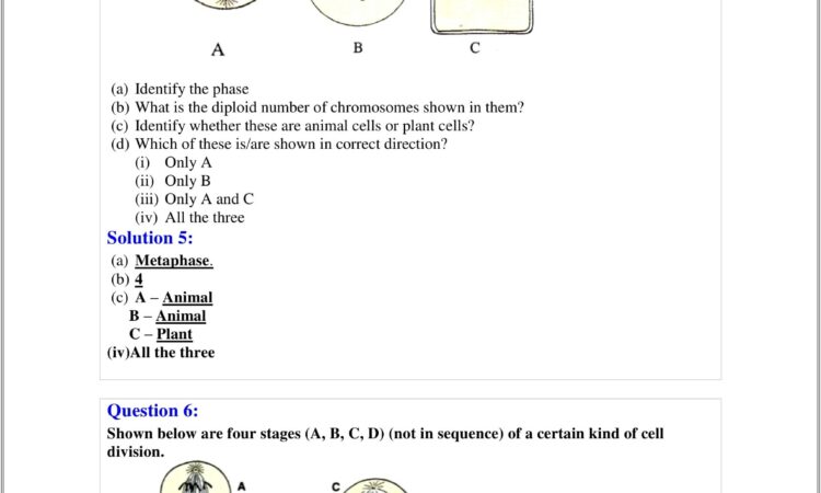 Cells Alive Cell Cycle Worksheet Quizlet