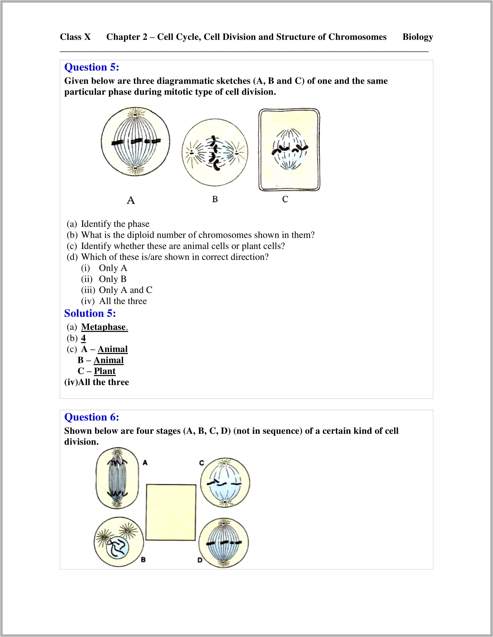 Cells Alive Cell Cycle Worksheet Quizlet