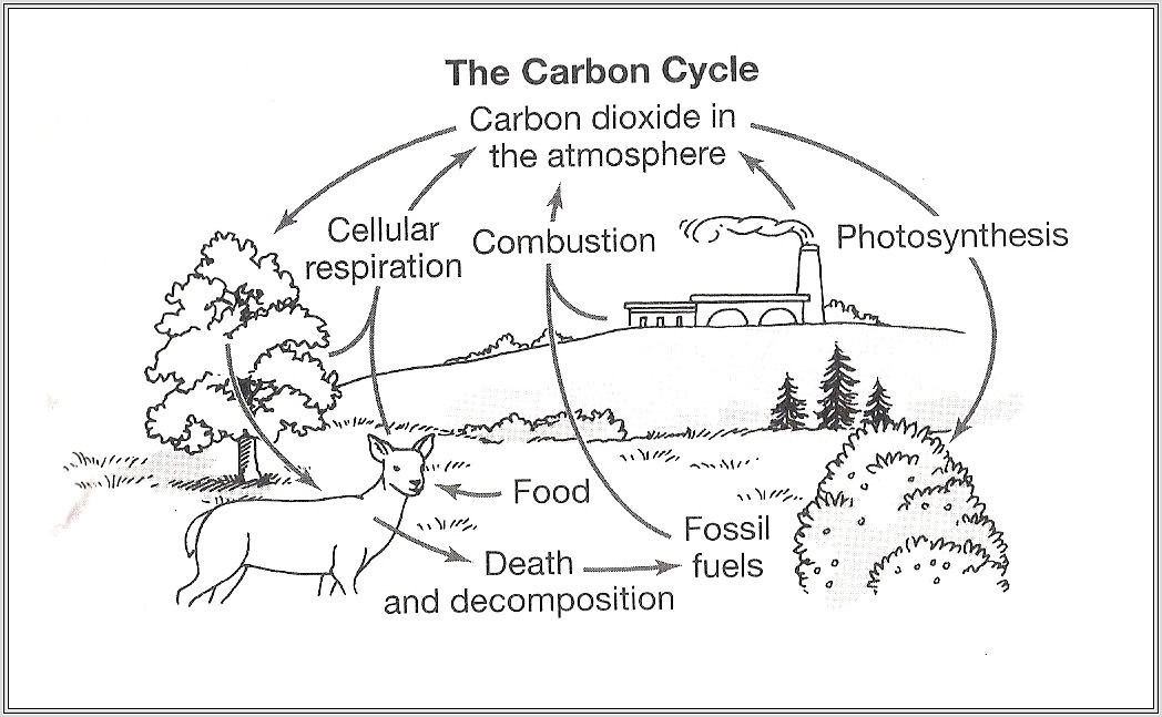 Cycles Worksheet Carbon Cycle Answer Key