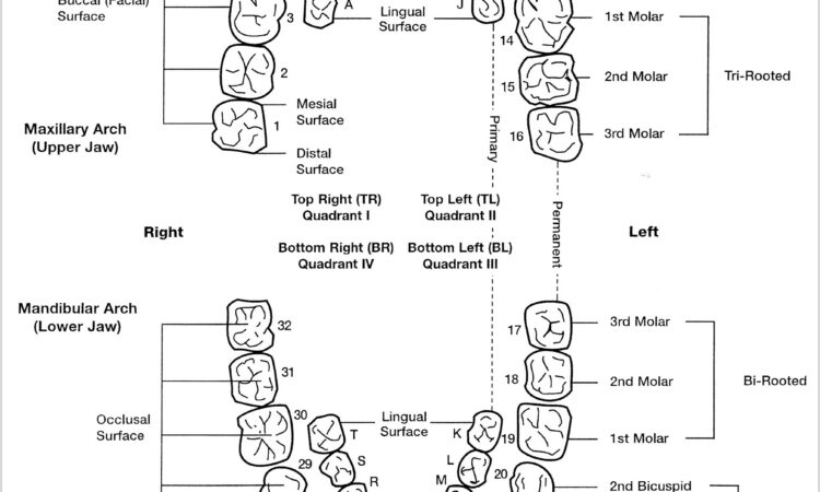 Diagram Of Human Teeth Numbering Charts