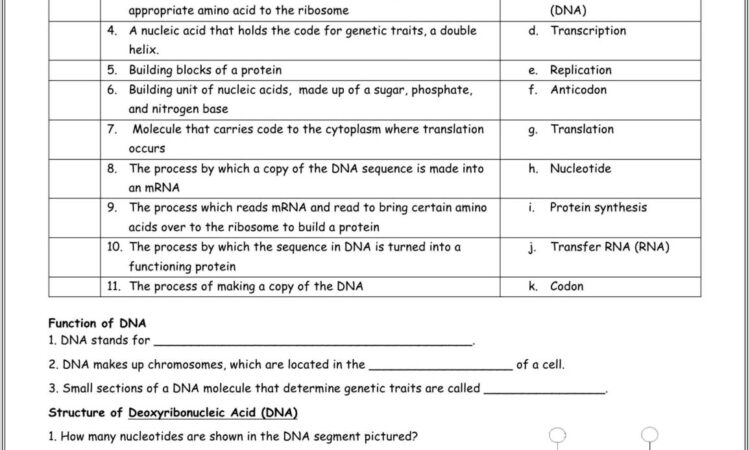 Dna Reading And Worksheet